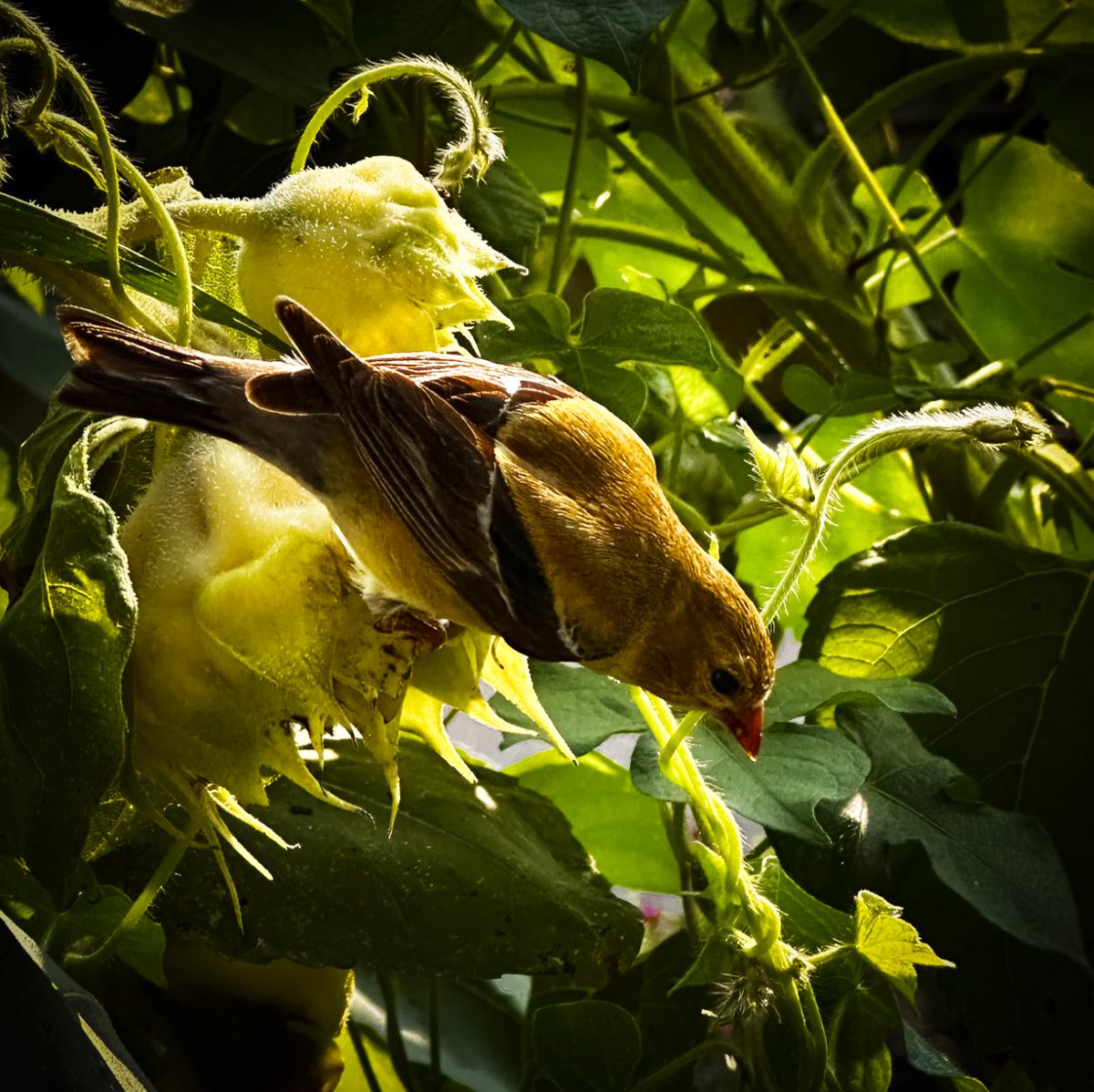 DrLectersMask's tweet image. #No_AI_Art #NotFake #birdphotography

#American goldfinches, male and female

#Summer2025 #August2025

#photos by DLM