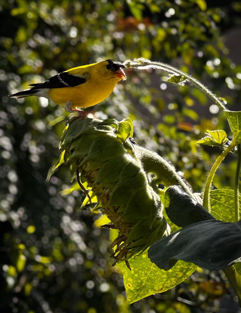 DrLectersMask's tweet image. #No_AI_Art #NotFake #birdphotography

#American goldfinches, male and female

#Summer2025 #August2025

#photos by DLM