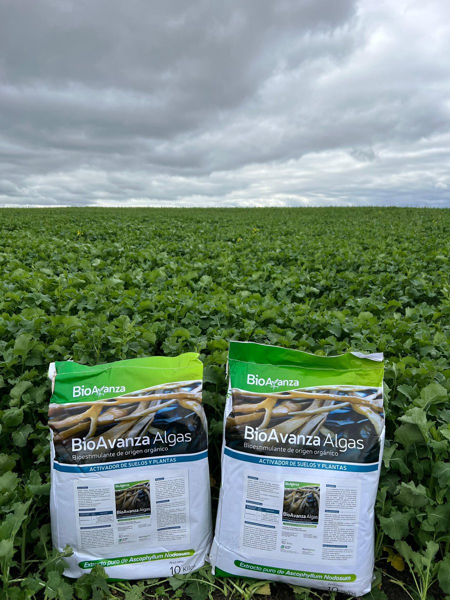 📍Constancia-Paysandu
🌱 Colza inició floración 
🚩 1 kg/Há #Borozinc +0,5 kg/Há de #BioavanzaAlgas

✅ +Tolerancia a las heladas
✅ Mejor cuajado, más granos
✅ Mayor captación de nutrientes
✅ Mejor llenado de granos
⏩️ Más potencial de rendimiento

#Nutriavanza <a href="/agroterrauy/">agroterrauy</a>