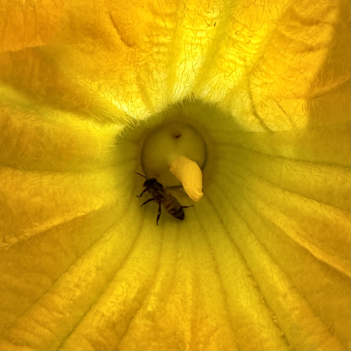🐝 The bees are buzzing, the squash is thriving, and it’s shaping up to be a bumper crop!
 Looks like fall is coming in strong — and we’re so ready for harvest season. 🍂🎃
 Bring on the cozy recipes and garden glory!
