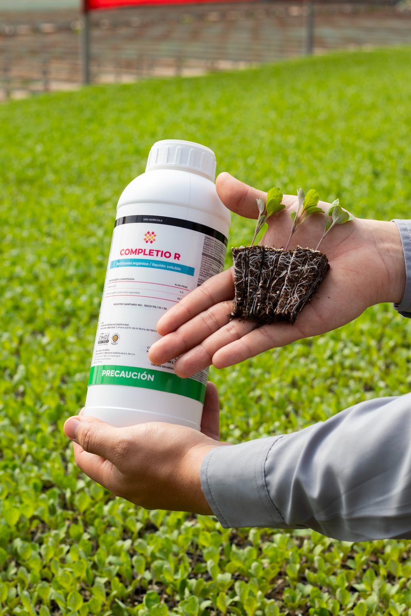 Innova_Agricola's tweet photo. 🌱 El mejor arranque para tus plántulas, con Completio R.  👉 Conócelo en https://t.co/8pMWvLUXpI https://t.co/IEVNQ5bymf