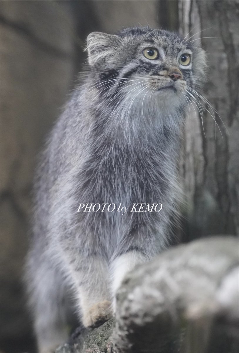 おはようございマヌル💗

#マヌルネコ　#那須どうぶつ王国　#アブリコース