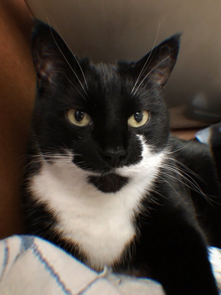 Taffa is saying Happy International Cat Day from cat heaven! 😻 It’s the first cat day without her! 😢 We all miss her very much. ❤️ #InternationalCatDay #InternationalCatDay2025 #CatDay #Cat #BlackAndWhiteCat #CuteCat #CatsOfInstagram #TaffaTheCat #Taffa instagram.com/p/DNHDcd1tb3p/