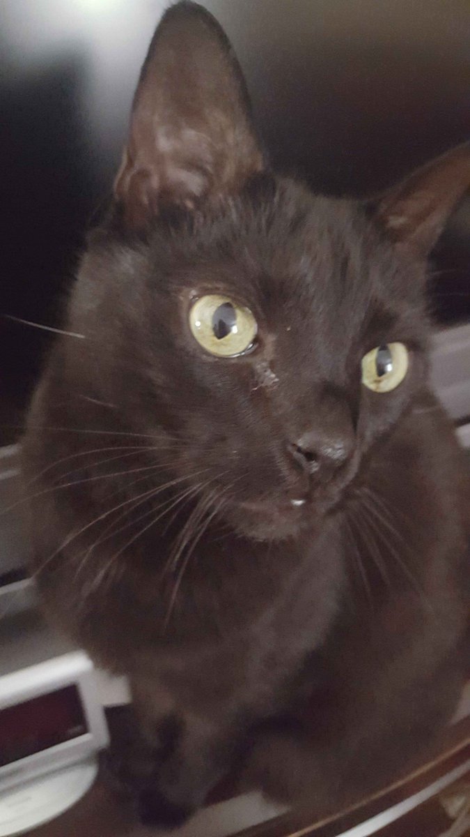 After 19 amazing years, I regretfully have to say goodbye today to my wonderful boy Jack. All events are cancelled and streams are on hold for now