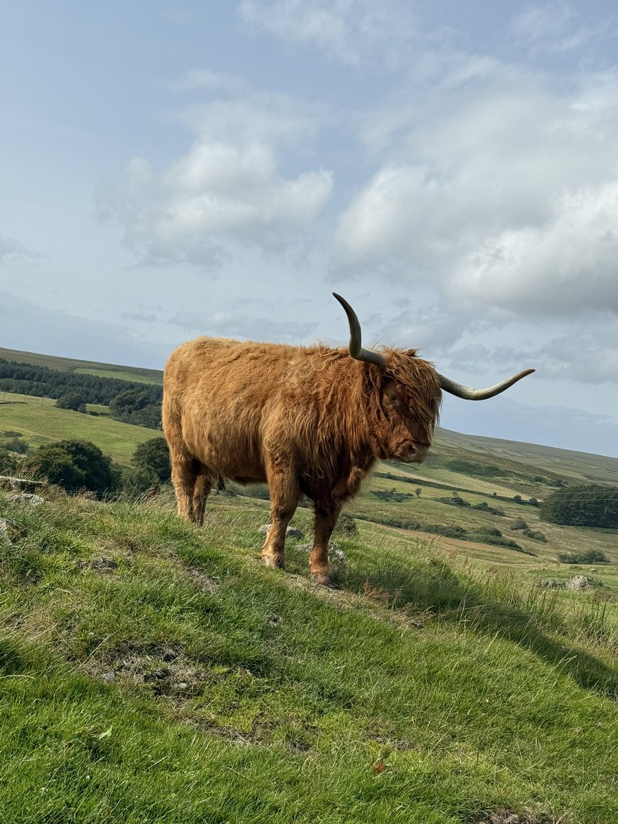 LiamAnotherOne's tweet photo. I was at a highland coo experience today and found out that they are a farm that breeds and sells highland coos, I know you are looking for highland coos so i thought i would share them to you. @Syndicate @KitchenCoosEwes https://t.co/KOiZdnqSrD