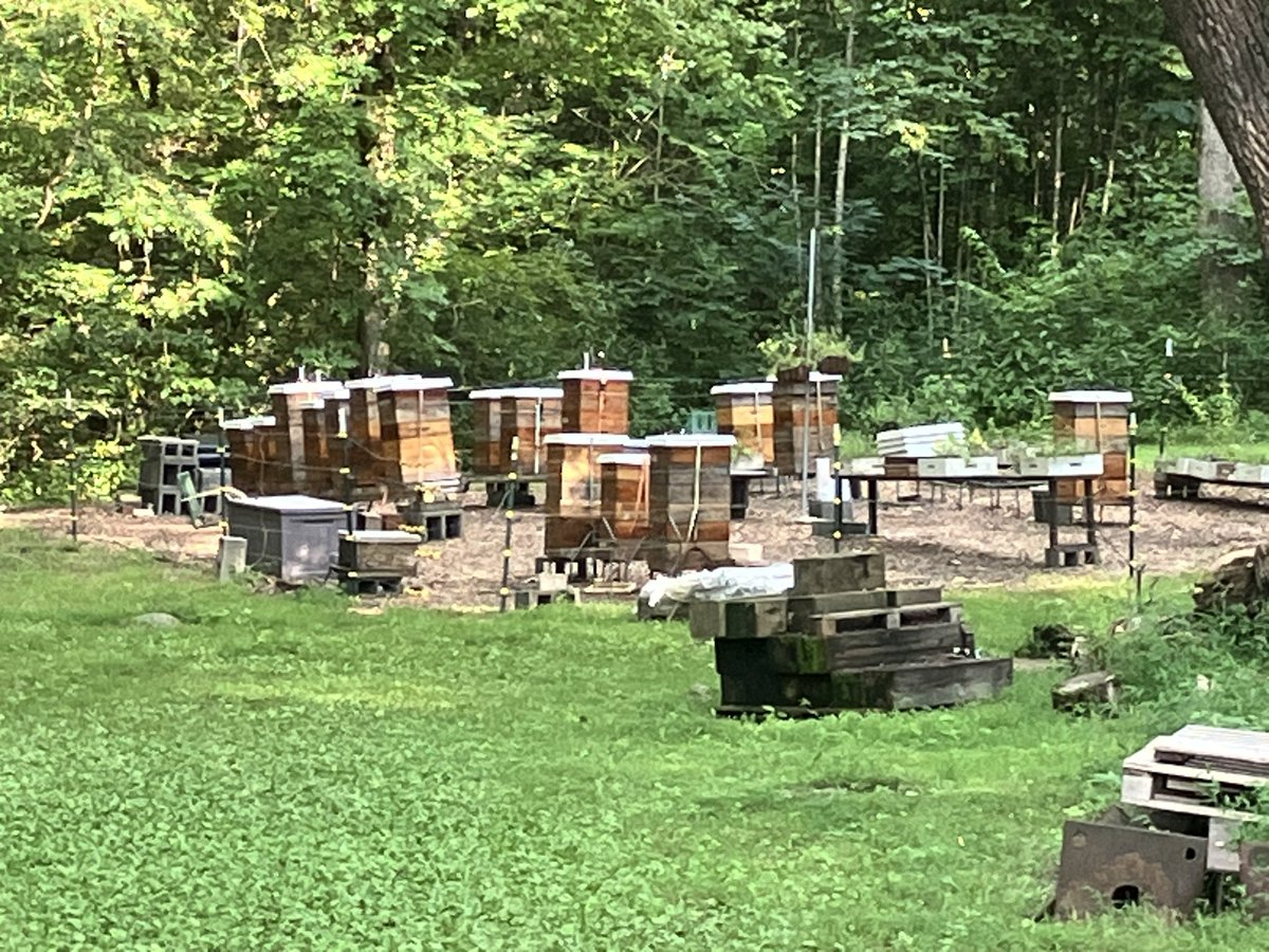 bsbees2016's tweet photo. Bee hives in the Great Smoky Mountains. 🐝⛰️#ElysMill https://t.co/3nMw37UgrB