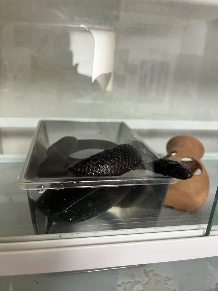 ファイヤ氏 tweet media