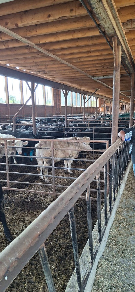 A large group of well over 100 Québec beef producers touring our area today. This is one of the stops today after touring our farm. Young mennonite feeding cattle for <a href="/KenSchaus/">Ken Schaus 🇨🇦</a> New barn simple but effective. #backgrounding