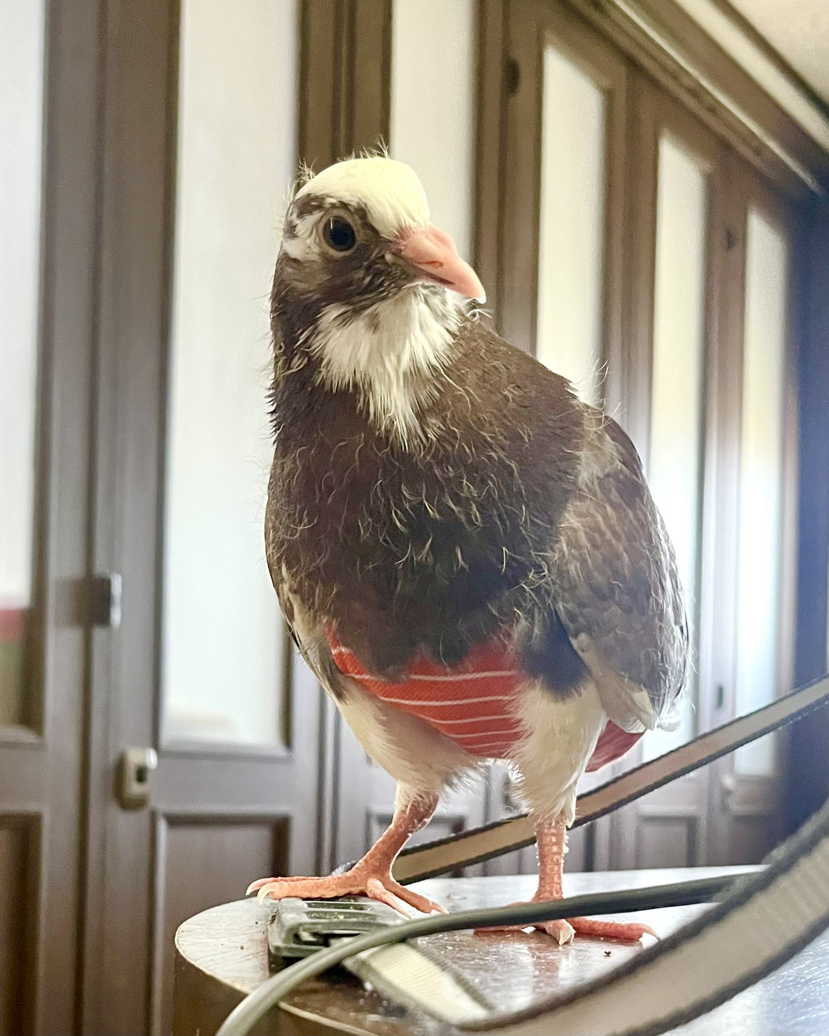 幸運の鳥 幸運を運ぶ鳥ー8つまとめて由来とともに紹介！ Anela Meli