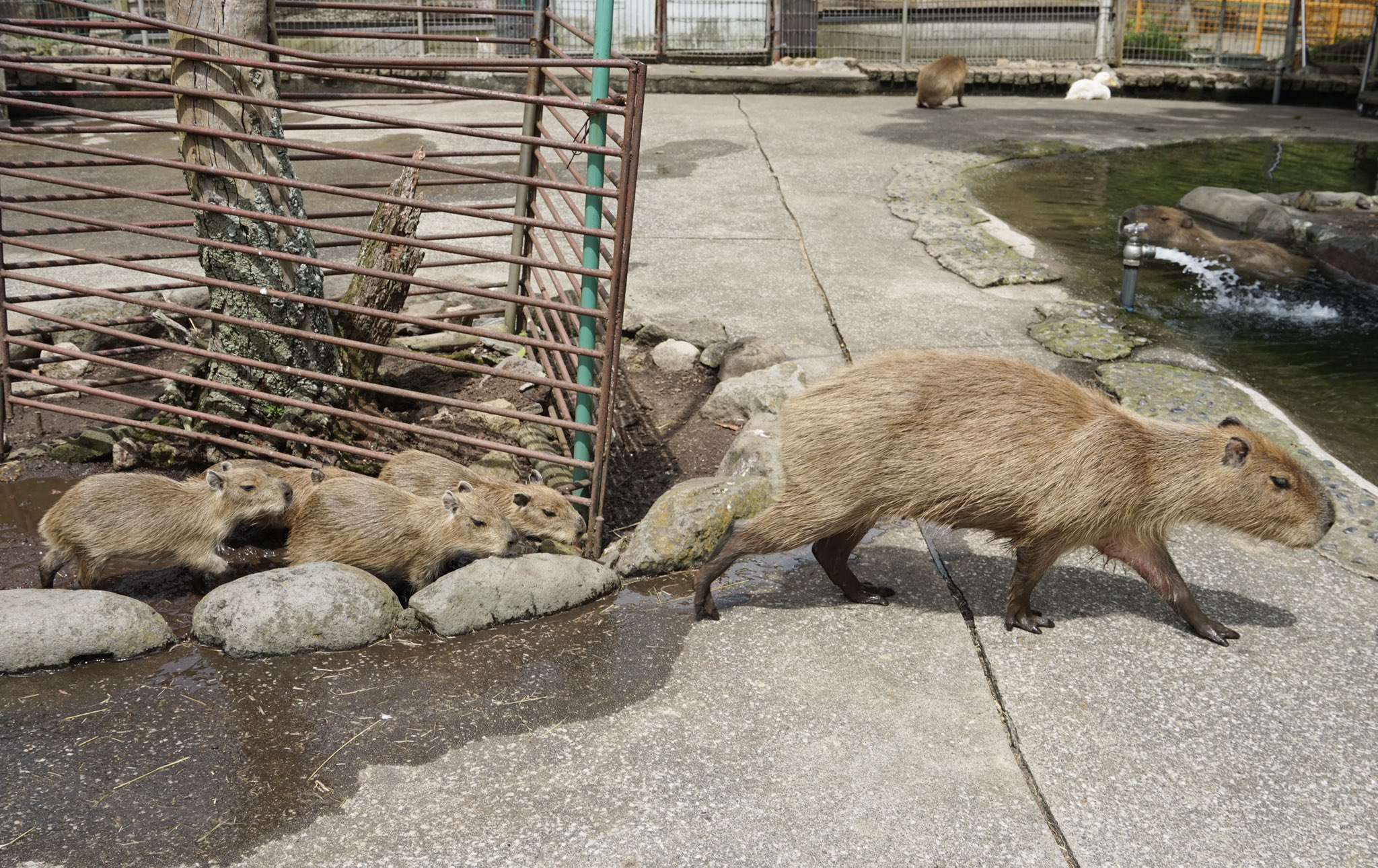カピバラ子　0728ー0801 カピバラ子 0728ー0801 Six-month-old baby capybara is so into