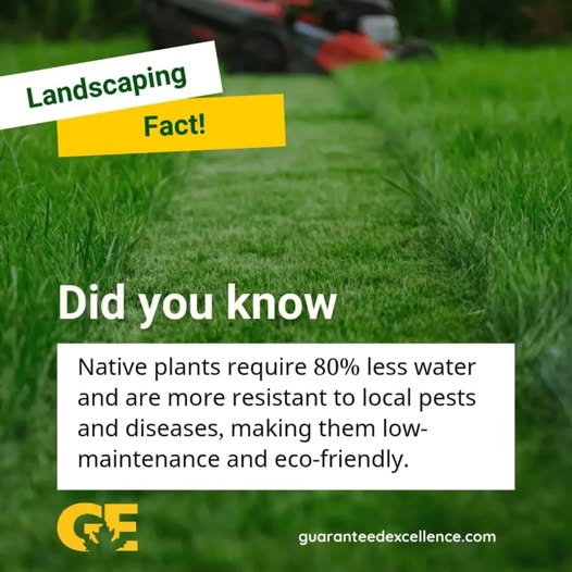 GuaranteedExcel's tweet photo. Want a greener yard that’s easier to maintain?
Native plants are your secret weapon! They use up to 80% less water and naturally resist pests — saving you time, money, and effort while helping the environment.
#LandscapingTips #EcoFriendlyYard #NativePlants #WaterWiseGardening https://t.co/yB8OeG2RPZ