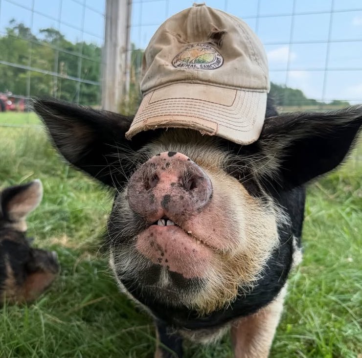 📅 8th August 2025
🏷️ Instagram/arthursacrea
💕 #animaloftheday