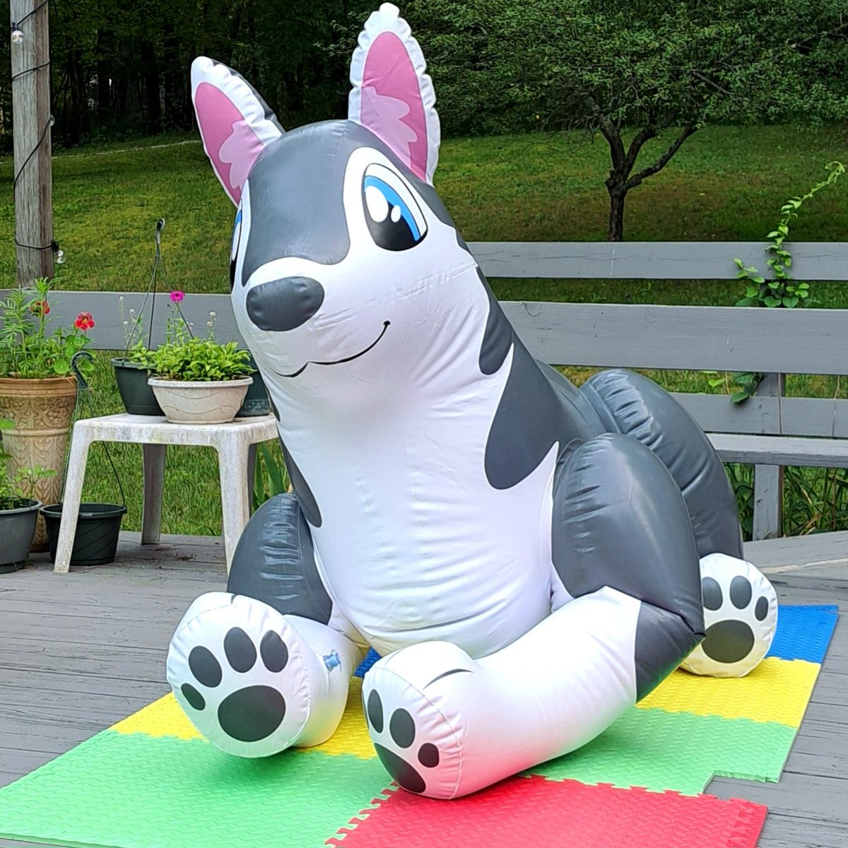 Such a derpy dog #squeakysaturday