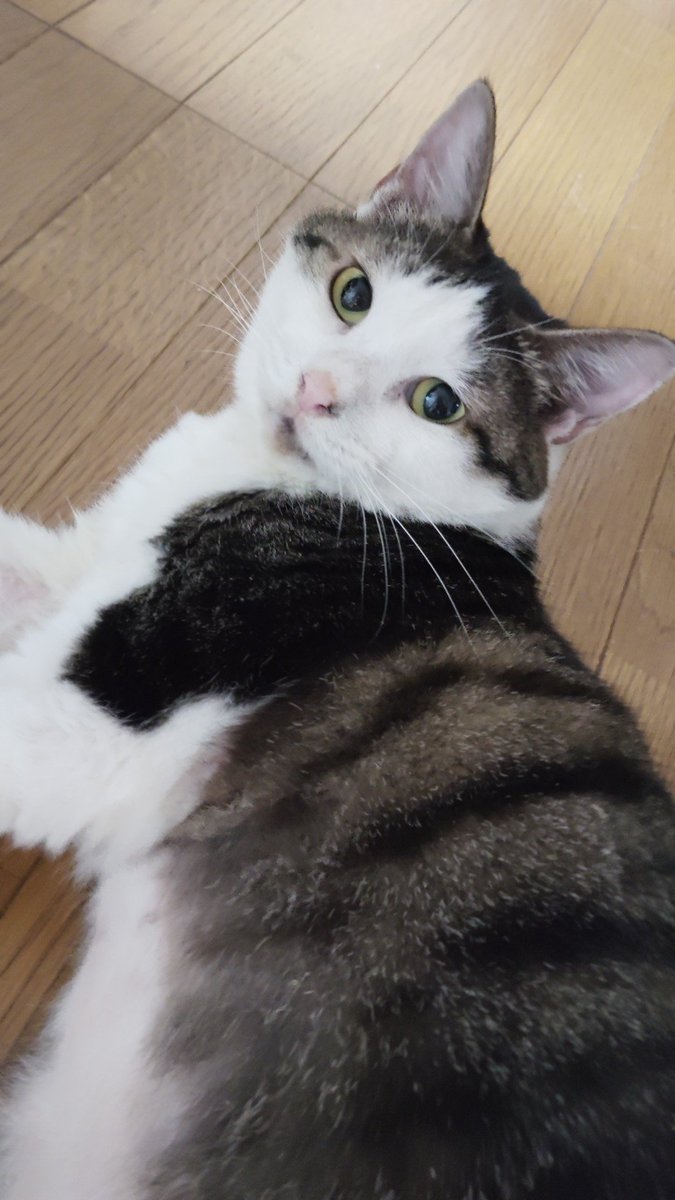 おはようございます😊
昨日はハチワレの日だったみたいですね。忘れてました。トオジュも
ハチワレですよ!可愛いね
#ハチワレ猫