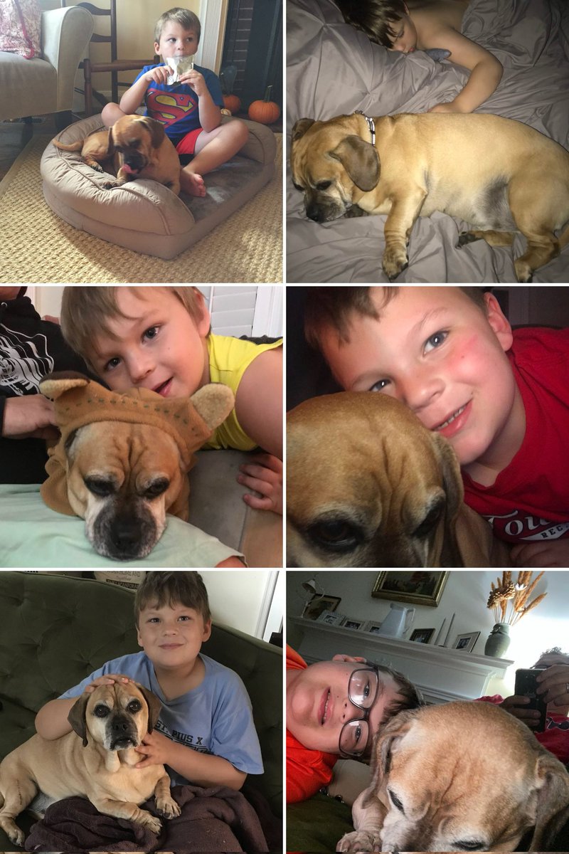 JasonLaCanfora's tweet photo. This little guy will always be with us even as we've all grown up. He'll always be my best friend and our family will always be better and stronger for having him in it. RIP Copper. We will always love you https://t.co/hVcRxa31lx