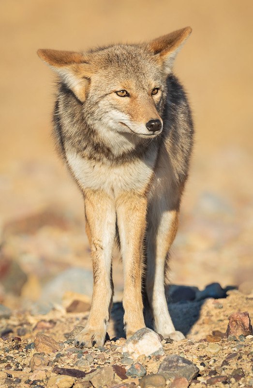 [🔗](api.tinyfox.dev/hourly/yotes/4…)