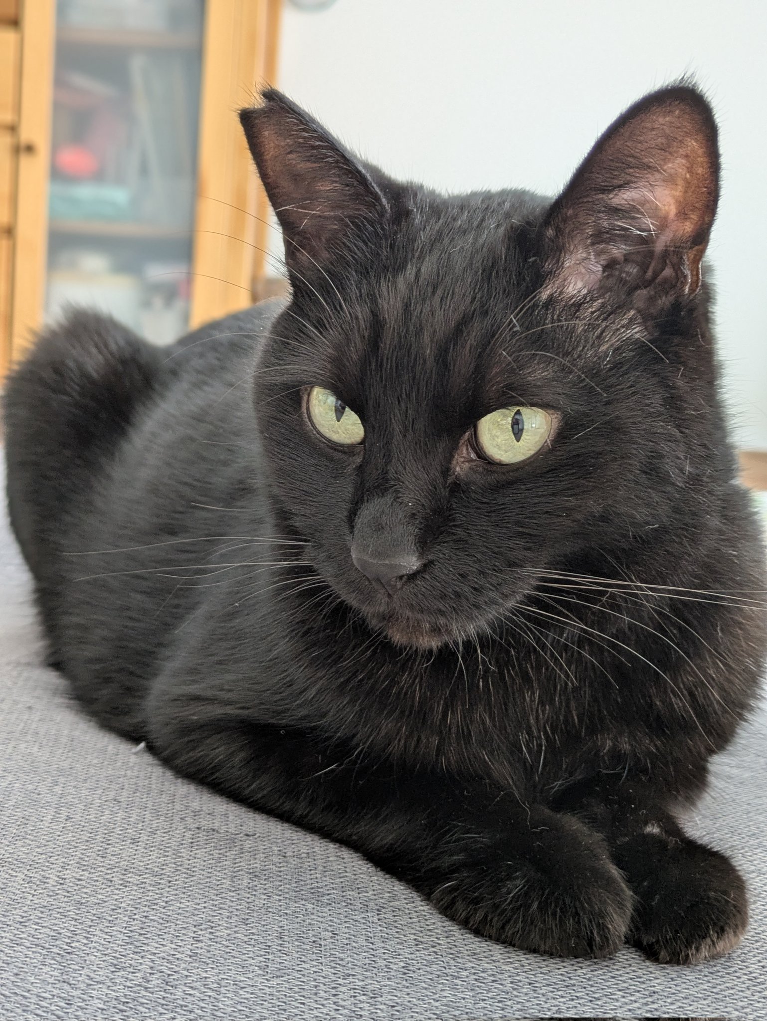 南国の黒猫  くろねこ みいたろう on X: 