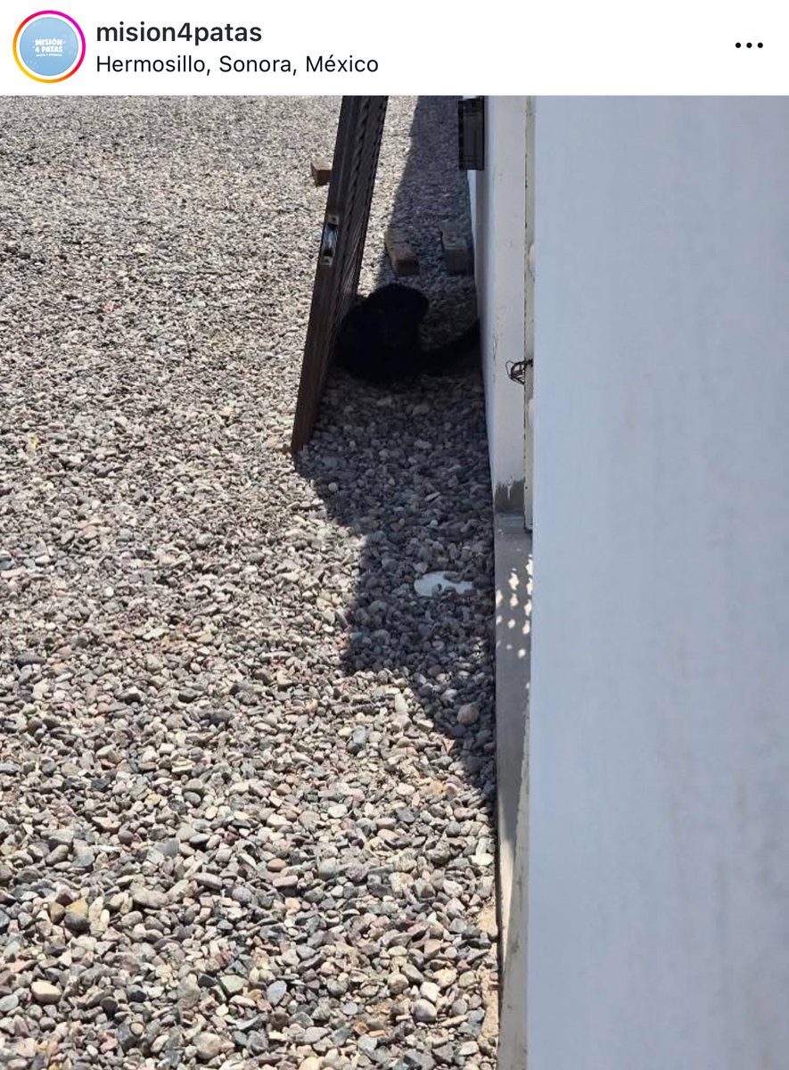 michelleriveraa's tweet photo. ⚠️ATENCIÓN amigos de #Hermosillo, de la Colonia Modelo, ayúdenme a dar con el propietario de este local ubicado en Calle Óvalo Cuauhtémoc 98 entre Israel Gonzales y Nacozari. ¡USTED maltrata a este pobre perrito sin agua y comida! Los perros NO son veladores y menos bajo estas temperaturas 

¡NO AL MALTRATO ANIMAL! 
(Y NO bajaré la publicación hasta que tomen medidas responsables! 👇🏻

@mision4patas @PatadePerroSon @CoatSonora
