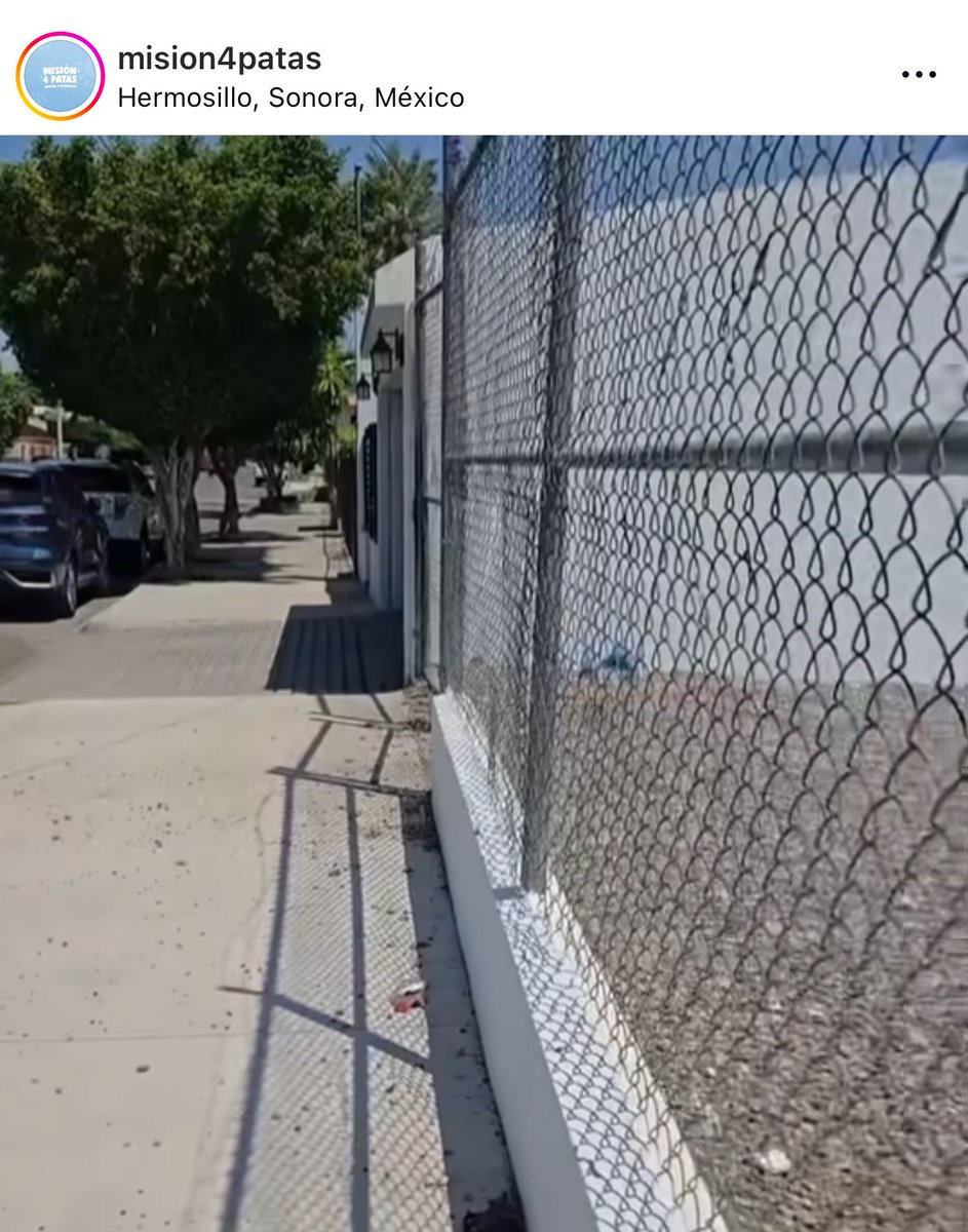 michelleriveraa's tweet photo. ⚠️ATENCIÓN amigos de #Hermosillo, de la Colonia Modelo, ayúdenme a dar con el propietario de este local ubicado en Calle Óvalo Cuauhtémoc 98 entre Israel Gonzales y Nacozari. ¡USTED maltrata a este pobre perrito sin agua y comida! Los perros NO son veladores y menos bajo estas temperaturas 

¡NO AL MALTRATO ANIMAL! 
(Y NO bajaré la publicación hasta que tomen medidas responsables! 👇🏻

@mision4patas @PatadePerroSon @CoatSonora