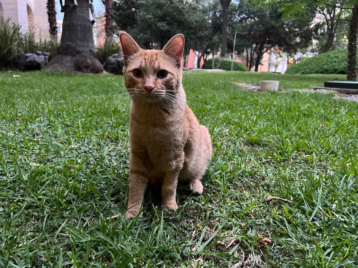 Castilloroman's tweet photo. Las gatas y gatos, además de ser una magnífica compañía para el ser humano, han resultado guardianas y guardianes del patrimonio cultural. Su presencia, como la de Bowie en #PalacioNacional, ahuyenta del edificio histórico a peligros potenciales 🐁🐀🐁

#DíaInternacionalDelGato https://t.co/HL01GVVCu9