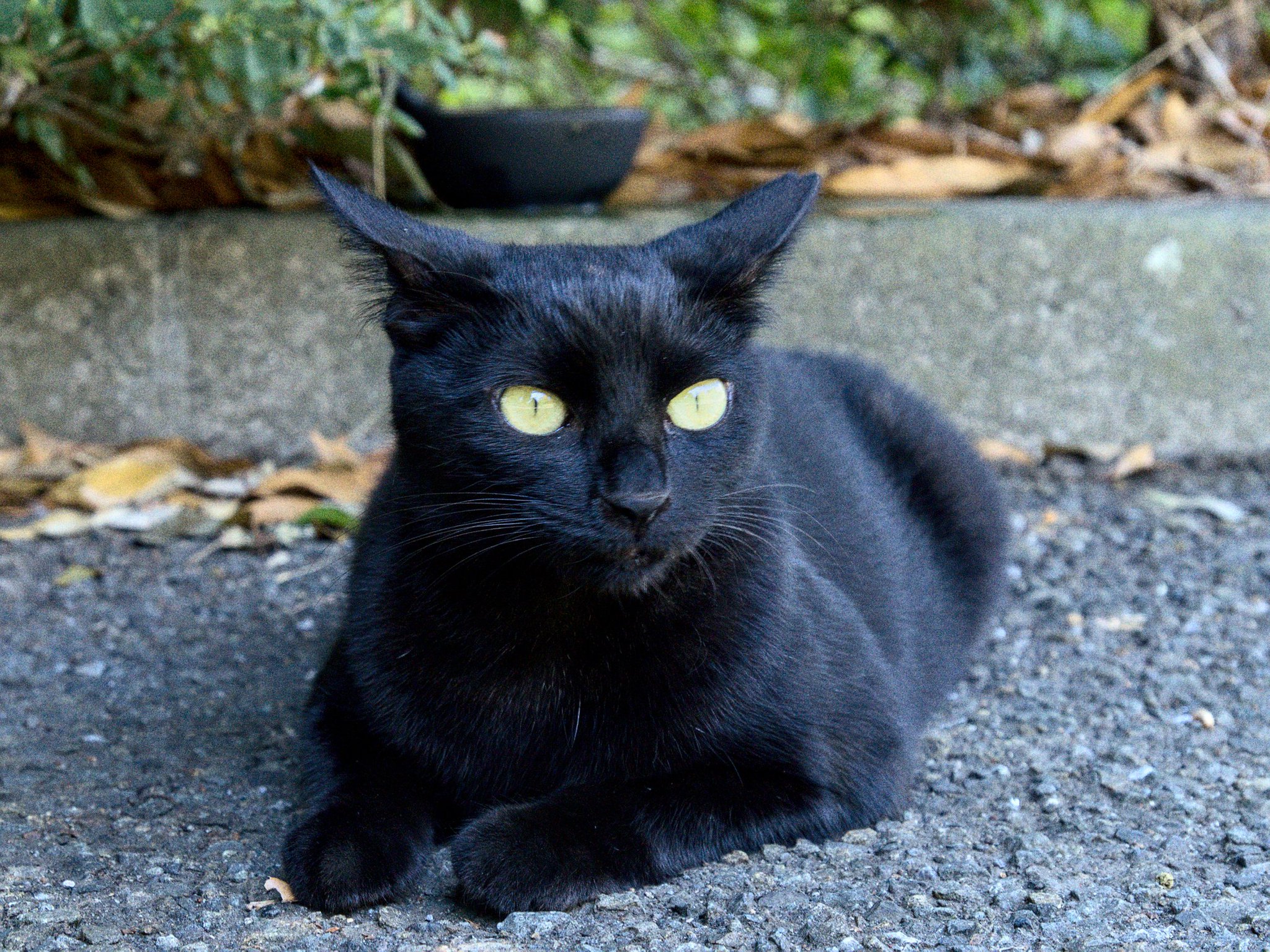 ⭕️黒猫さん専用　検討中 キハチ on X: 