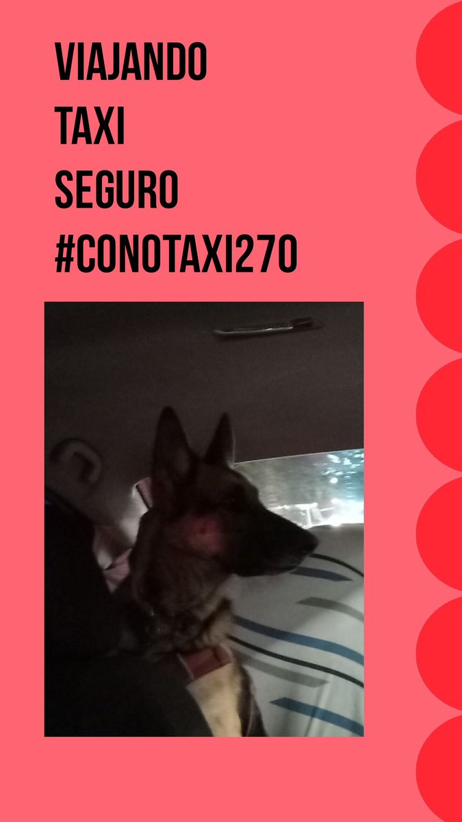 Viajando en familia #TaxiSeguro #conotaxi270  #dogloversmexico #taximascotas #mascotasfelices #transportemascotas #trasladomascotas #petlovers #Taxiparahuellitas #HuellitasenTaxi #mascotasentaxi #conotaxituopción
