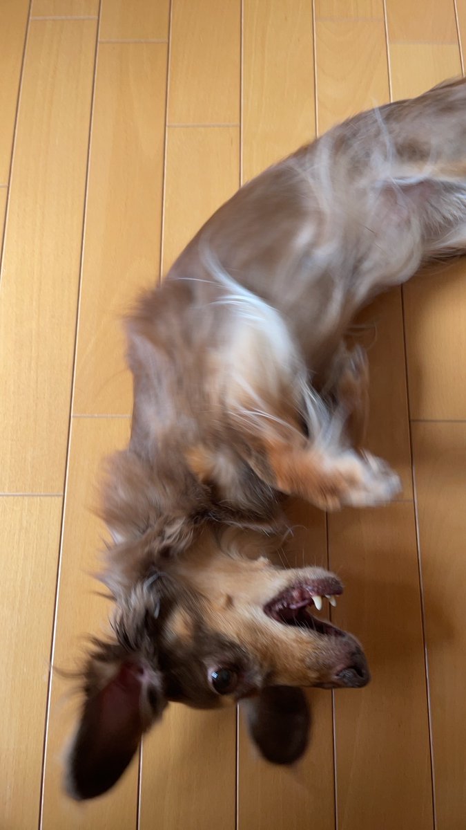 仕事中に送られてきた我が家のちっさな怪獣