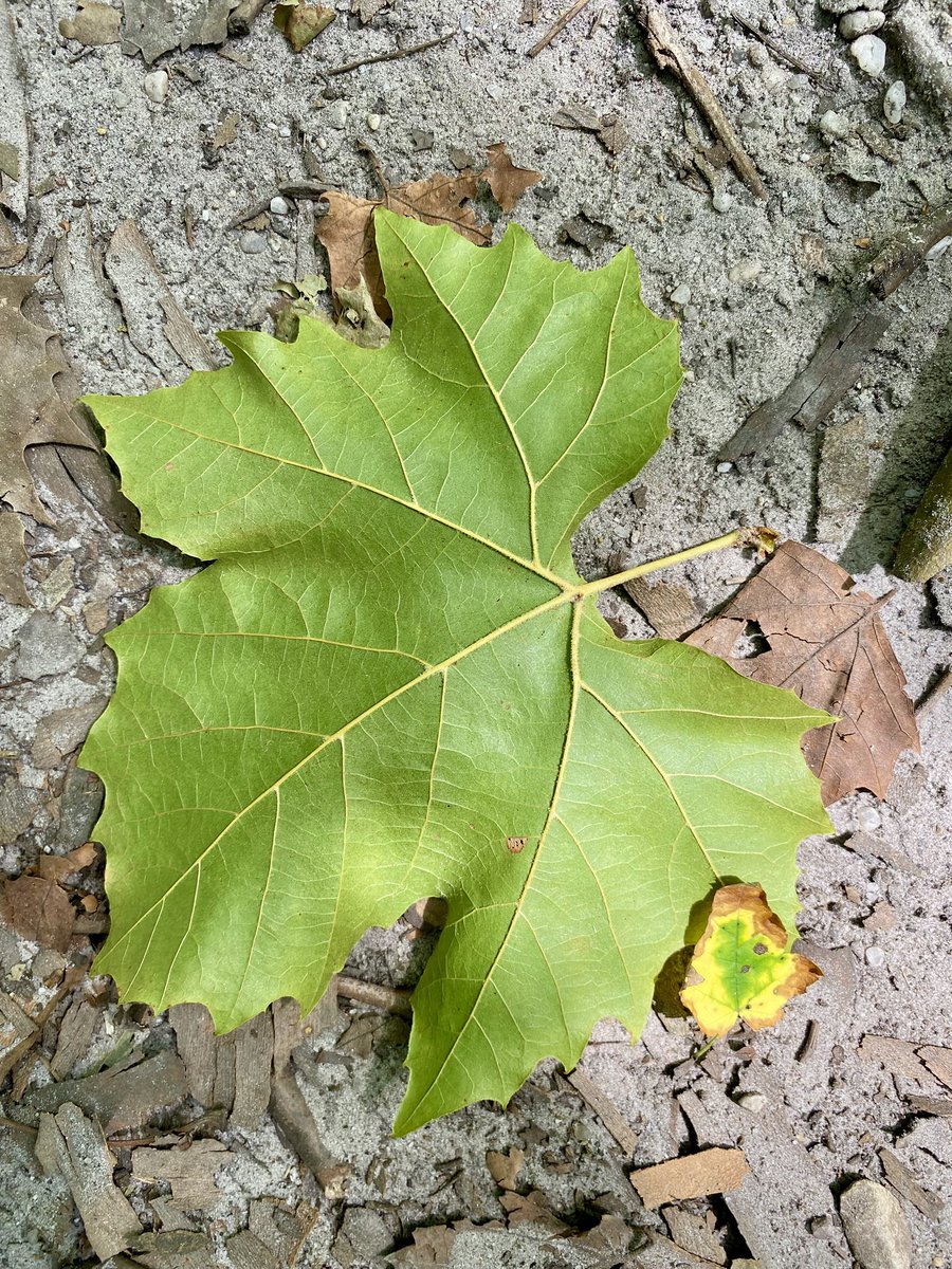Black Run Preserve, New Jersey #NJ #nature #hike #bog #cranberrybog #beauty #walk #dayoff #clergy #livelife #PineBarrens #NewJersey