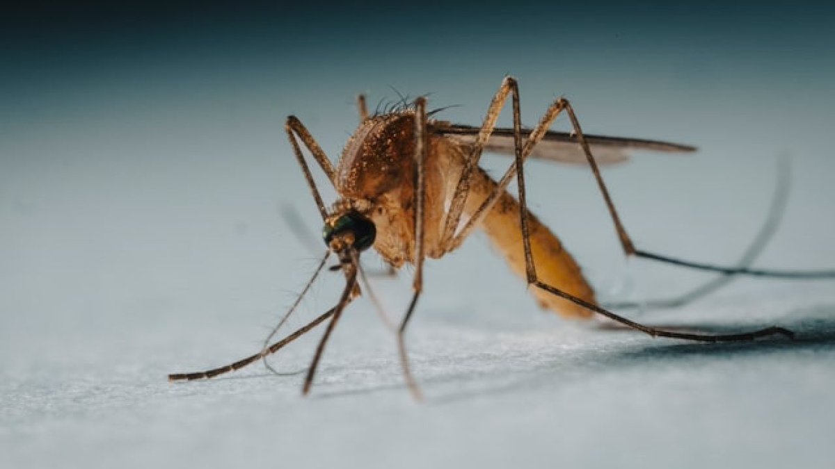 🇨🇳 | China libera mosquitos “caníbales” y peces depredadores para frenar el brote de chikungunya que ya supera los 7.000 contagios en la provincia de Guangdong.