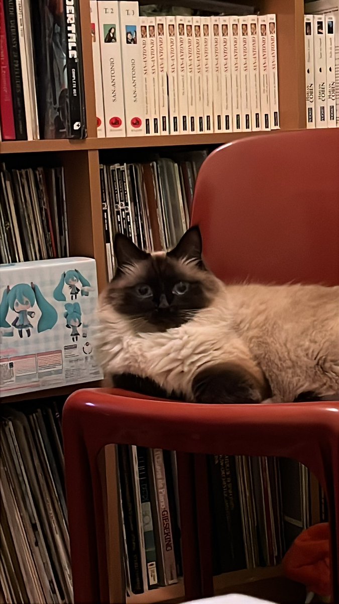 J’ai envie de vous spam de chats ces temps.