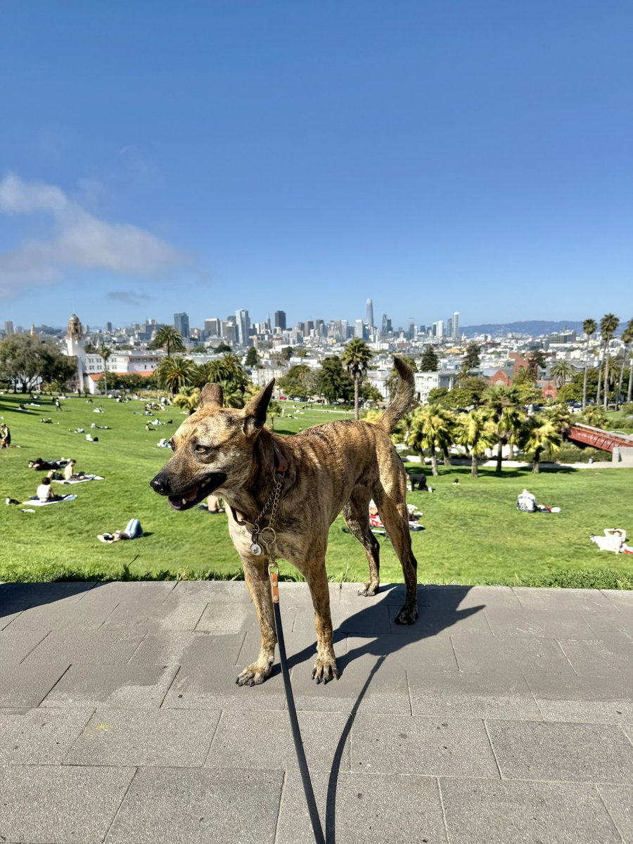 I'm back in SF and actively searching the streets for Wily. If you see her, DO NOT approach her, just call me: 4152185520.