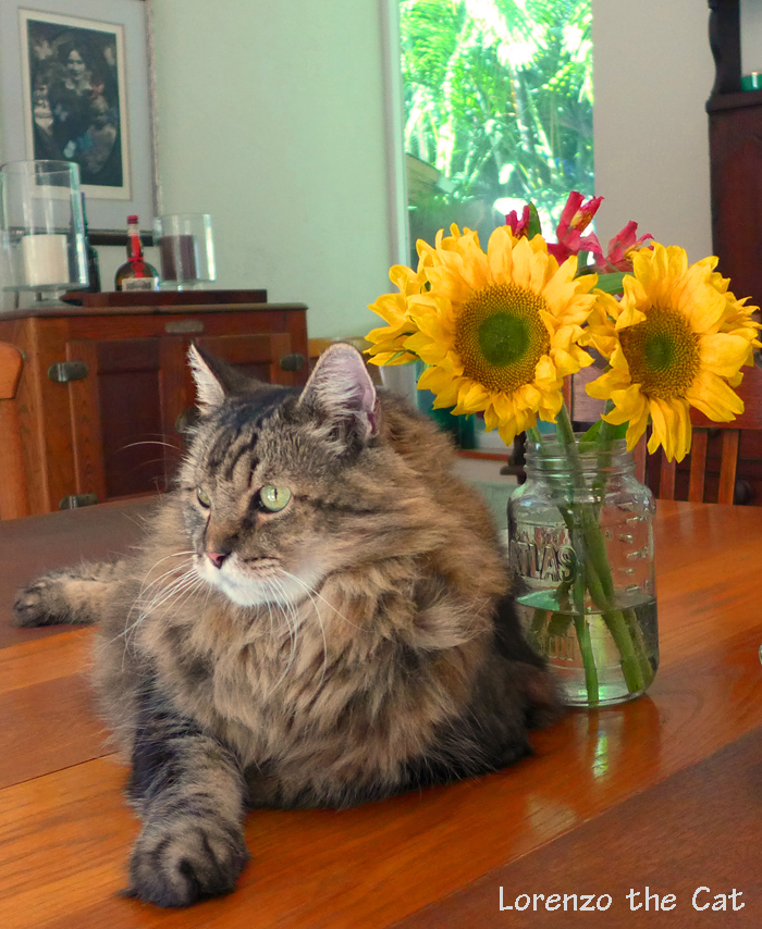 The Spirit of Lorenzo the Cat tweet media