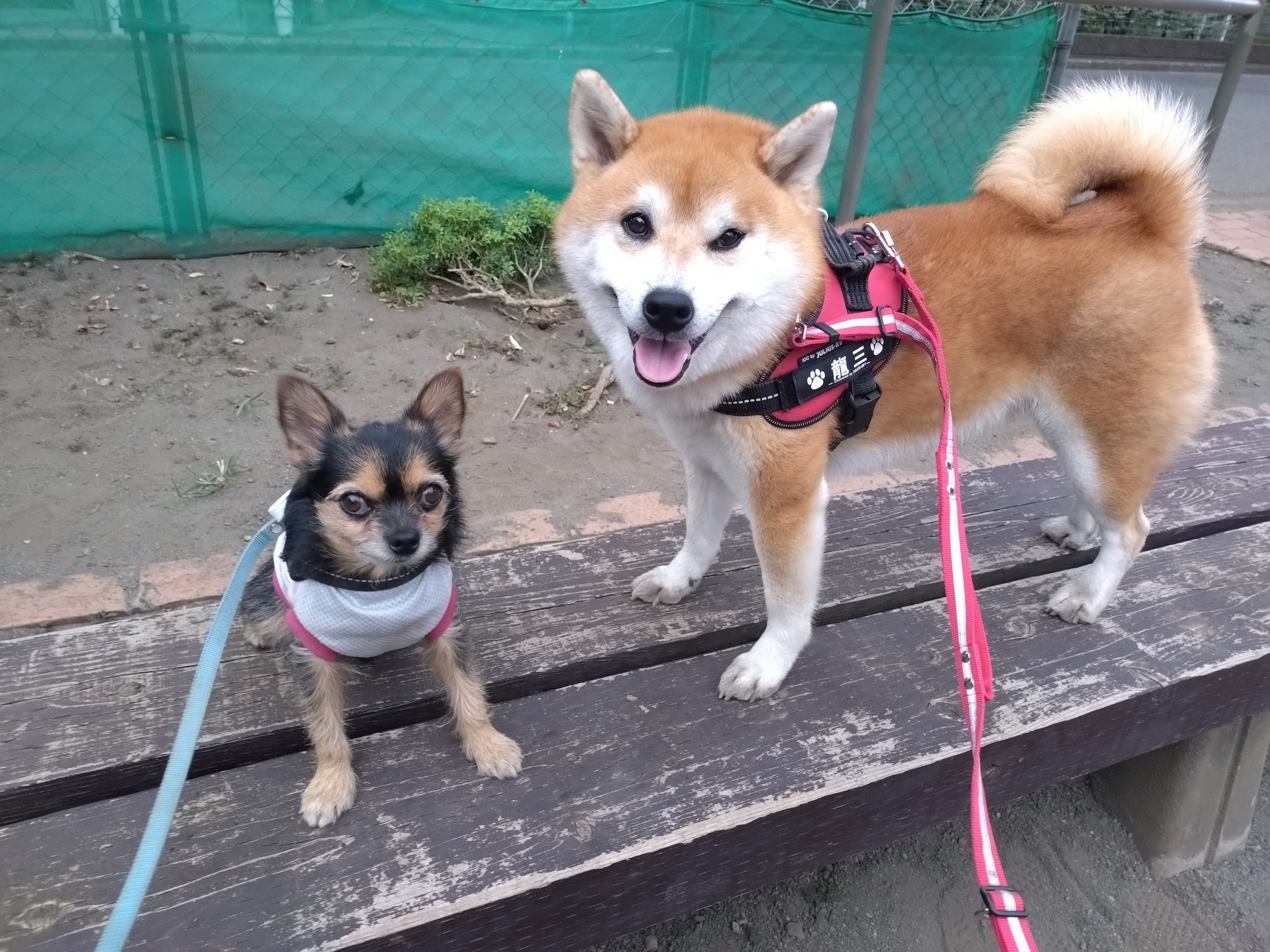 みっちゃんさん専用 みっちゃん🎷 (@miO512___) / X