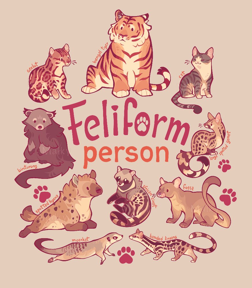 Cats of all shapes and sizes for this #InternationalCatDay