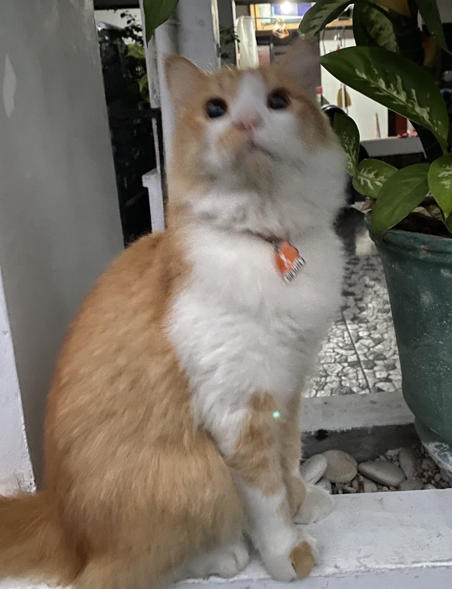 noshitsyd's tweet photo. simon says “good morning”
hes tad shy to be on a pic tho 😭
a good boy, aint havin opps to nobody 😎 https://t.co/a4I8v6vuvx