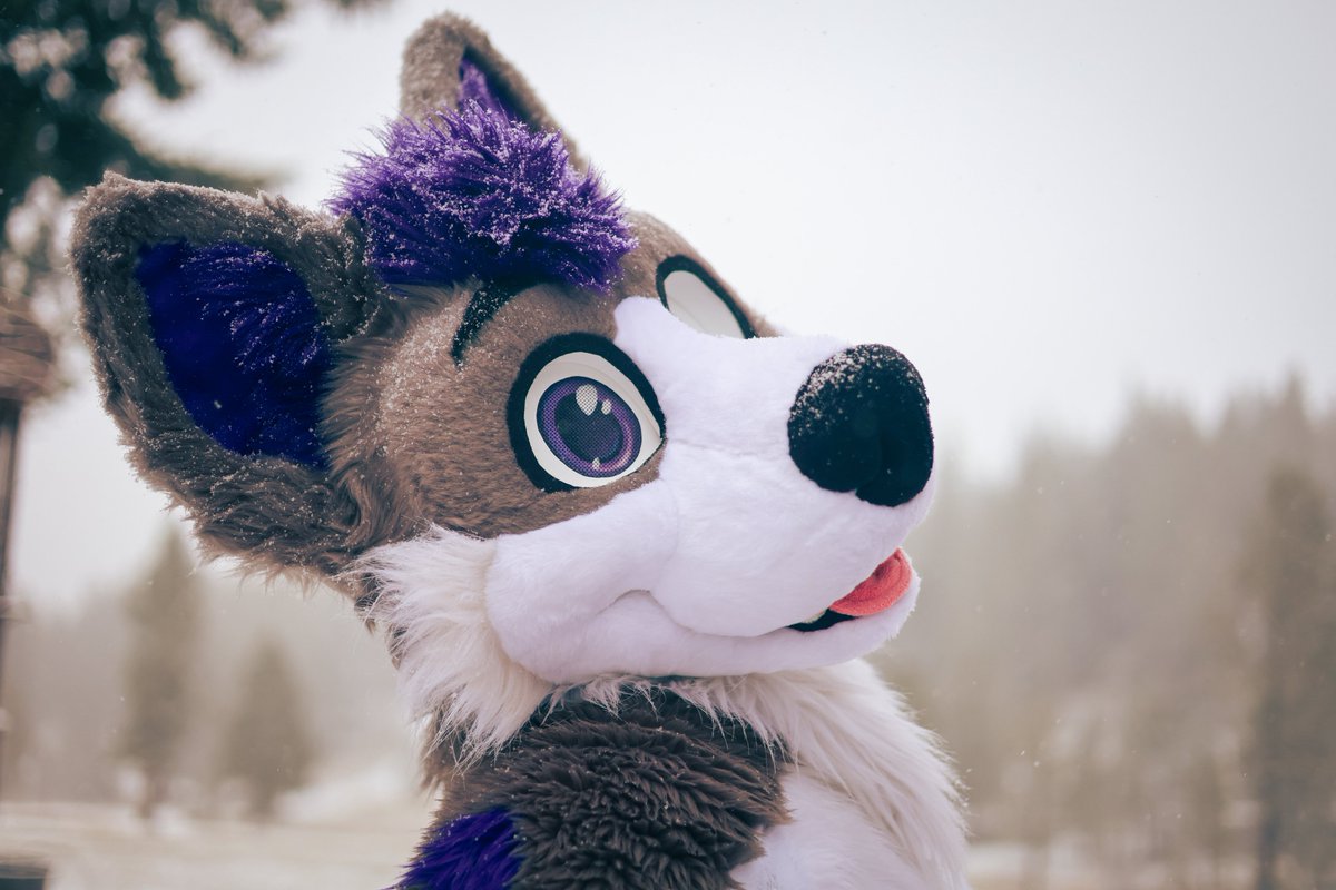 Mystery (@mysterypaws) on Twitter photo Just finished sniffing around for the last tub of ice cream in the freezer AMA ๐ถโ๏ธ๐จ
#FursuitFriday #Sawcon
๐ธ: <a href="/Evan_sou1/">I love you ๐๐ ๐ FWA</a> Just finished sniffing around for the last tub of ice cream in the freezer AMA ๐ถโ๏ธ๐จ
#FursuitFriday #Sawcon
๐ธ: <a href="/Evan_sou1/">I love you ๐๐ ๐ FWA</a>