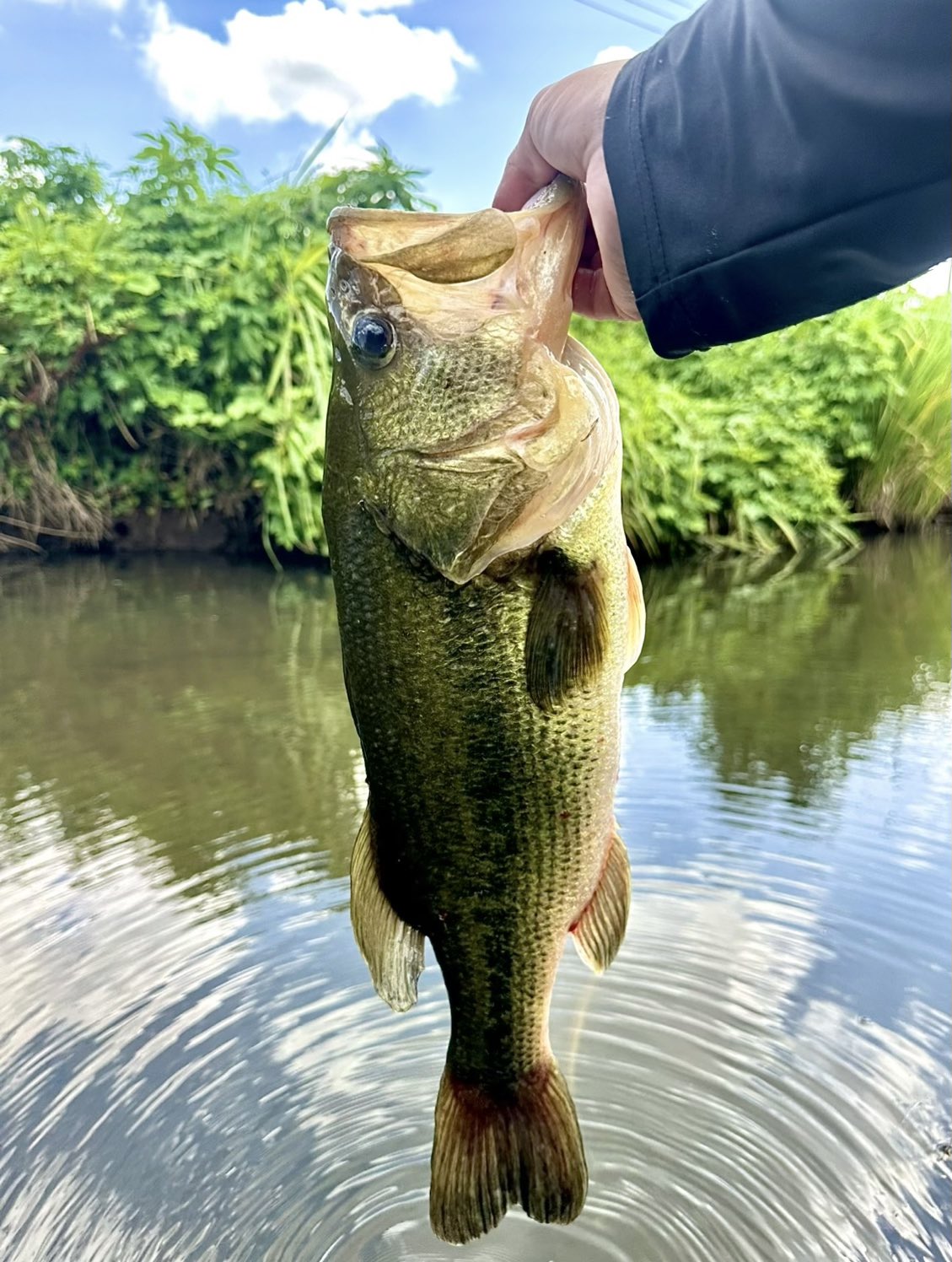 bassfishing7 (@bassfishing74) / X