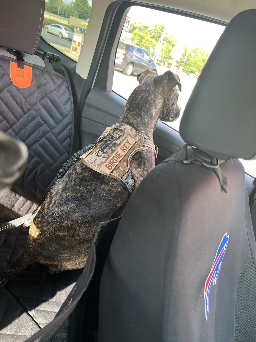 Allentown1711's tweet photo. We took the girls to the park to rumpus, play fetch and sniff all the smells ..โฆ.. fun was had by all!๐๐ค๐ถ๐ค๐พ๐พ
#PoppyGrace #BirdieRey #Sisters #Advencha #Lovies https://t.co/W5esPDDHFp