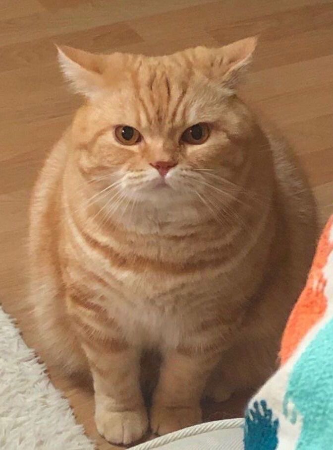 acteions's tweet photo. Happy International Cat Day @retisense (yes you’re a cat, fluffy cat.) https://t.co/QifjFTRt5p