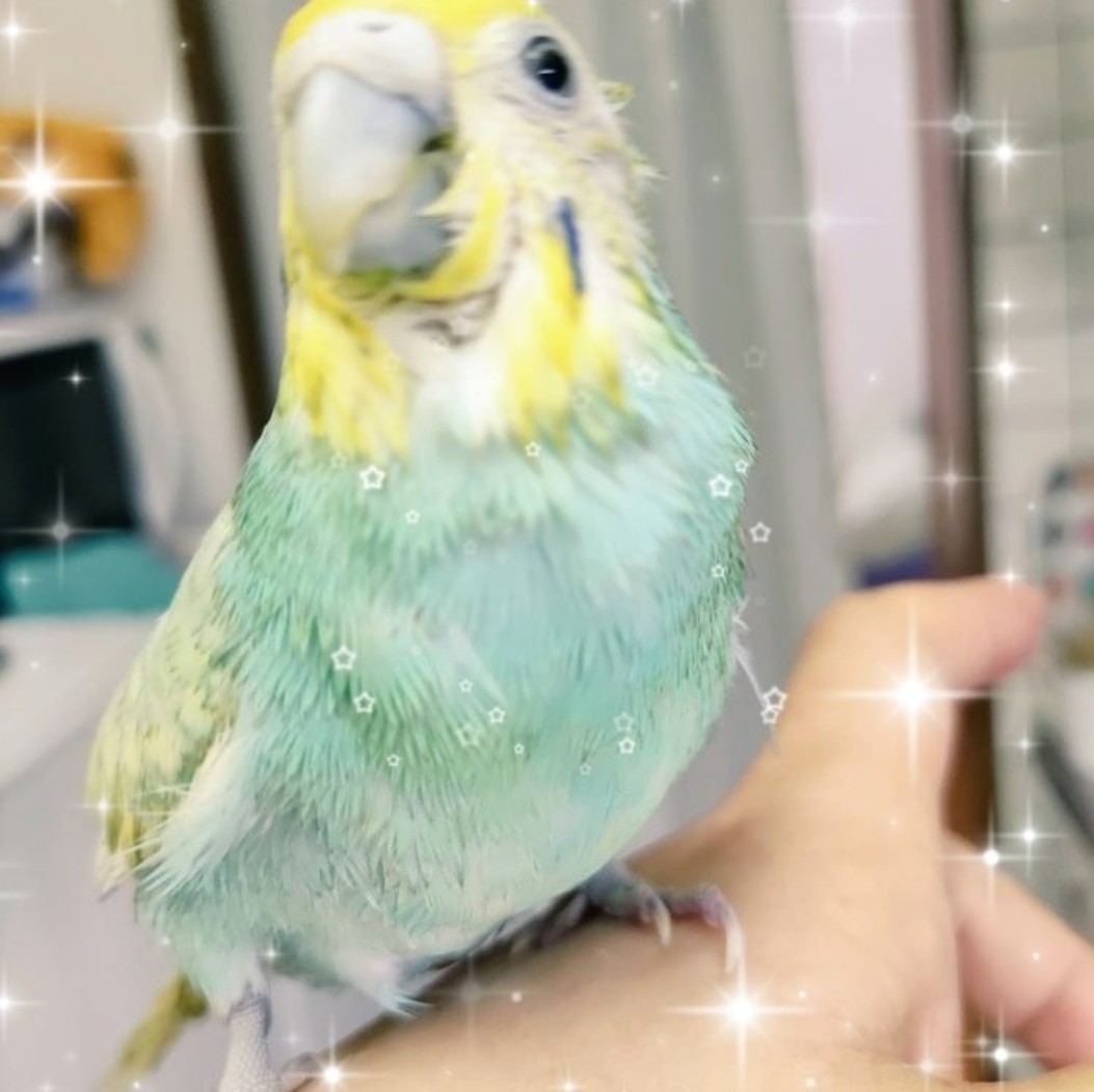 セキセイインコ肖像画家 CHIEKO🎨 (@Hc34r9) / Posts / X