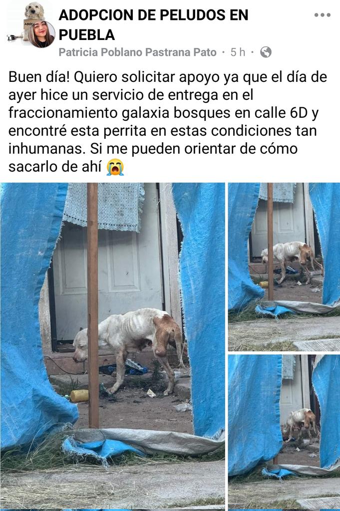 💔 Maltrato que no debe quedar impune | En el fraccionamiento Galaxia Bosques, #Puebla, fue reportada una perrita encadenada, desnutrida y en condiciones totalmente inhumanas. Las imágenes muestran el abandono extremo al que fue sometida. Gracias a la denuncia ciudadana, el