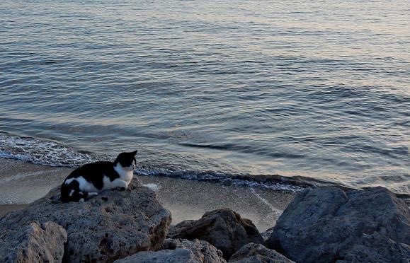 not__dog__'s tweet image. Towards the west