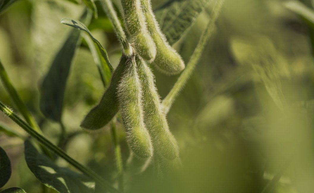 Argentina avanza en la identificación varietal de soja con marcadores ópticos

La Secretaría de Agricultura, Ganadería y Pesca aprobó, mediante la Resolución 135/2025, el uso de marcadores ópticos para la identificación varietal de muestras de soja.

lnkd.in/deFsx_as