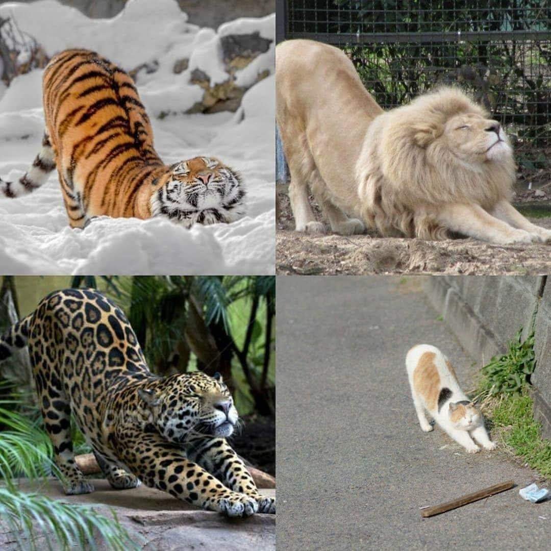 😻😻 (@kittenhideout) on Twitter photo 