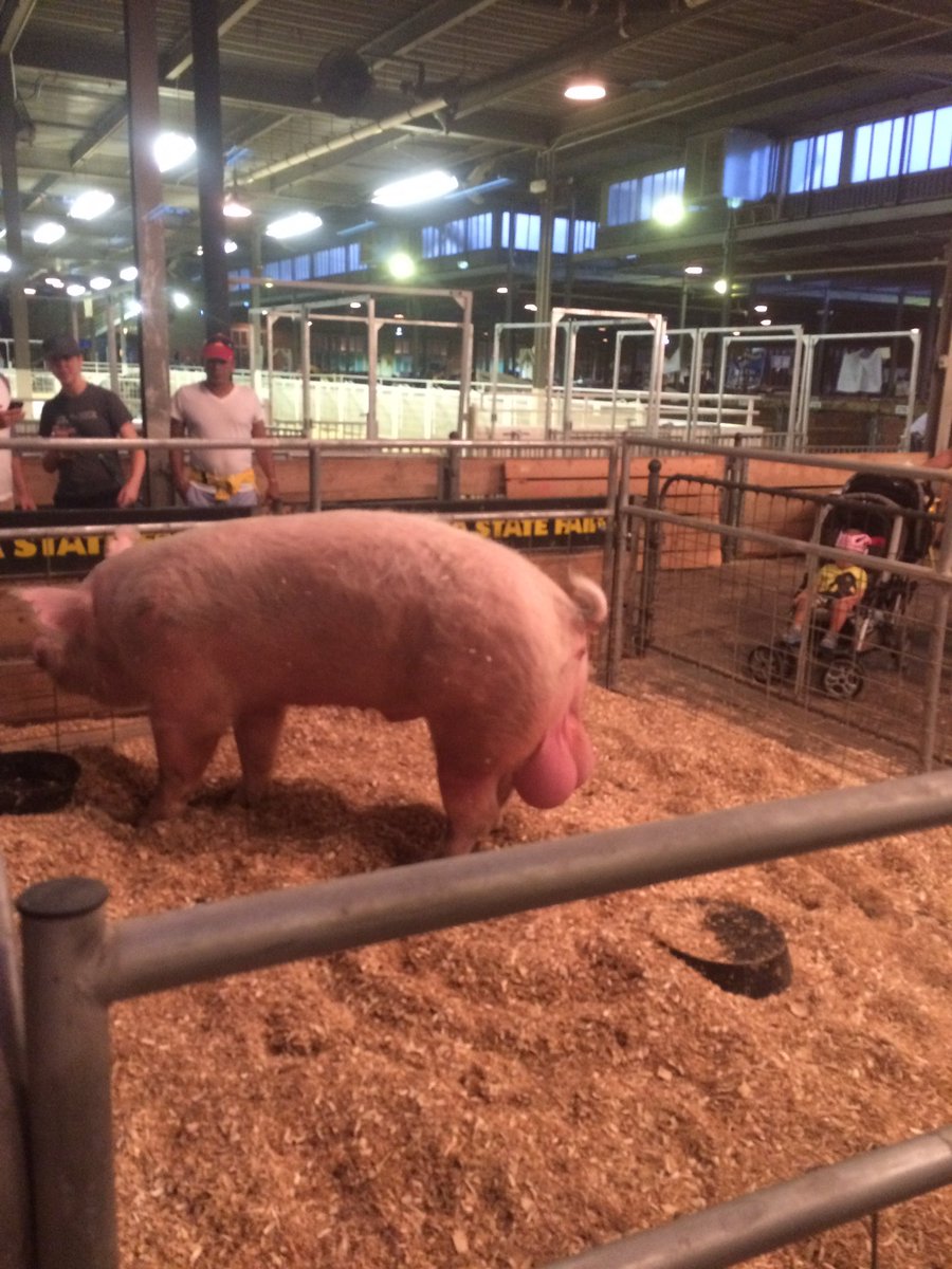 __schmiddty__'s tweet photo. @nocontextmemes Throwback to the actual girthiest hog I saw at the actual Minnesota state fair. https://t.co/b82uHztNOG