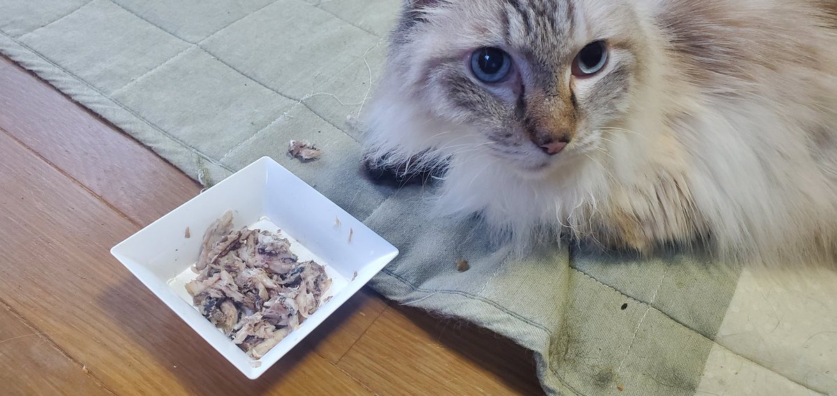 猫の42乗10匹になりました (nekodorake41@) / X