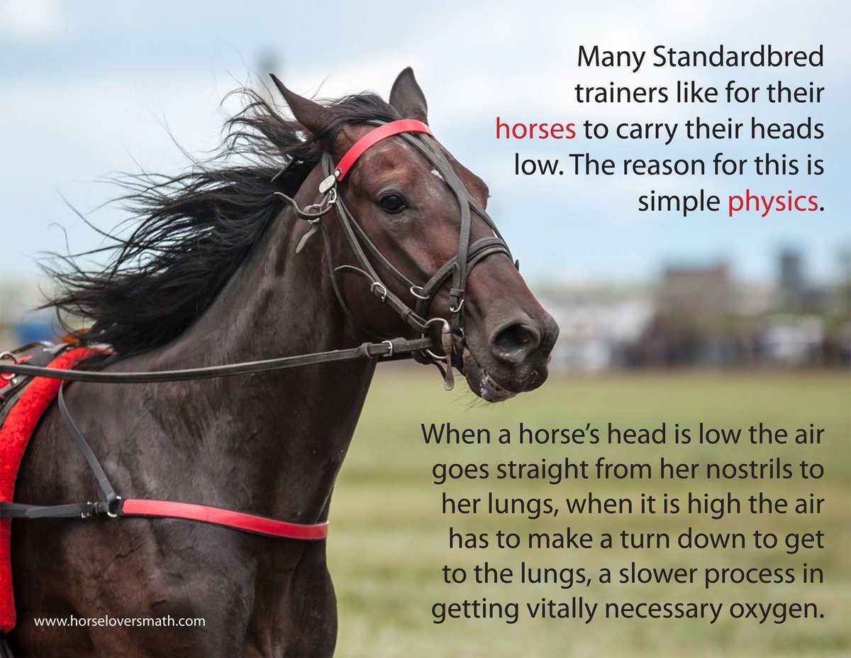 Horse Lover's Math offers #math and #science for the horse crazy kids in your life. Their passion for horses makes learning fun! buff.ly/5ty9il2 #stemforkids #horselover #horses #homeschool #unschooling #learnaboutanimals