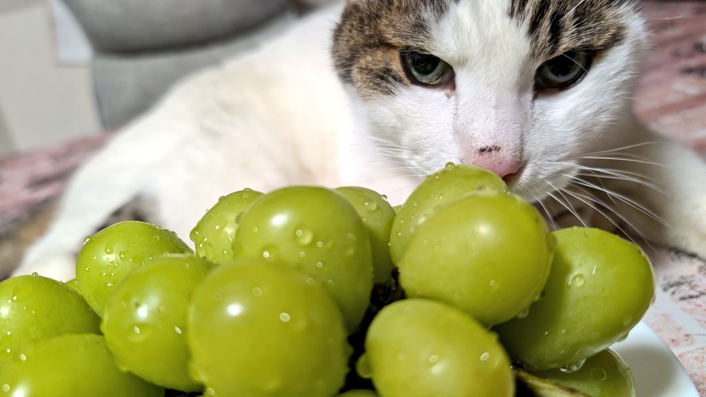 COCO💛10000フォロワーありがと💛ゆるっと模索中なう💛happy