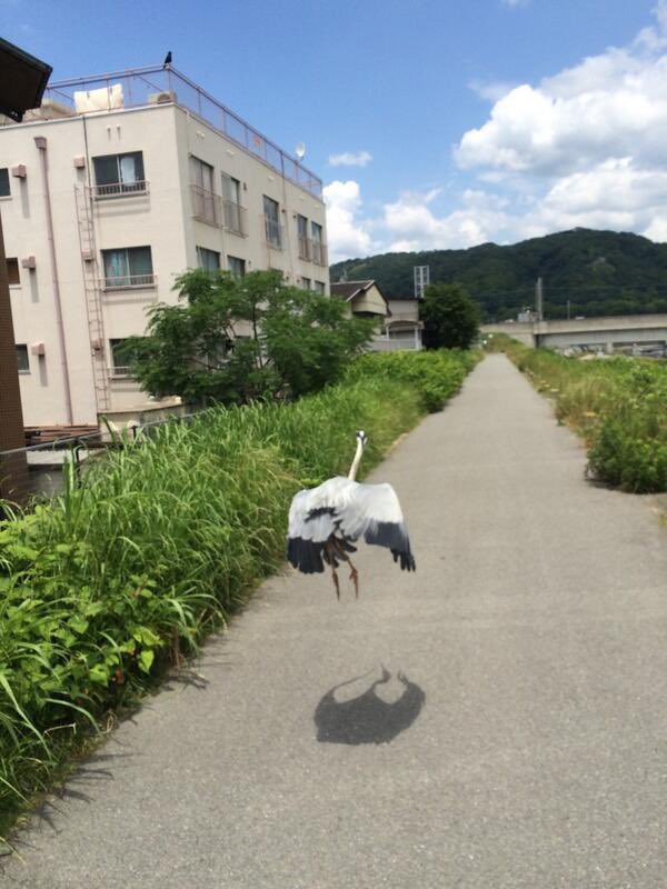 アオサギが飛び立つ瞬間撮影したら、影がJALと完全一致した。