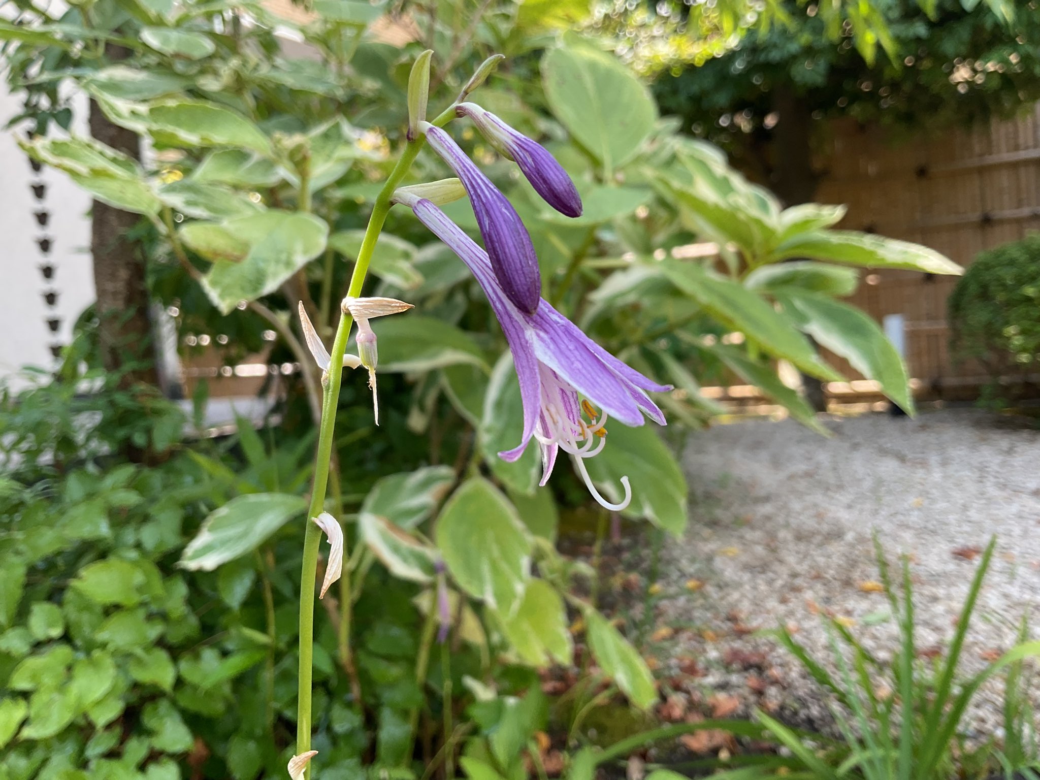 掛け軸 鏑木清方 【菊の花】 よき事きく | 鎌倉市鏑木清方
